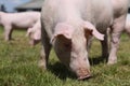 Closeup of young piglet on green background at pig farm Royalty Free Stock Photo