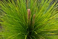 Closeup of young pine treetop