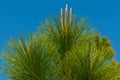 Closeup of young pine treetop