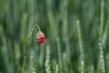 Young poppy growth in a green wheat field at spring