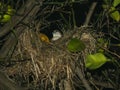 Closeup of a young robin bird sitting nest in the tree Royalty Free Stock Photo