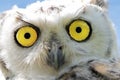 Closeup of a young snow-owl