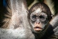 closeup of a young spider monkey hanging from a tree