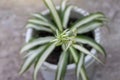 Closeup young Spider Plant or Chlorophytum bichetii Karrer Backer growing in white plastic pot in the garden.