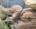 Young spiny lizard in Payson, Arizona