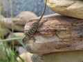 Young spiny lizard in Payson, Arizona