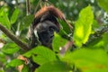 Critically endangered Sumatran orangutan Pongo abelii in a nest in Gunung Leuser National Park in northern Sumatra, Indonesia. Royalty Free Stock Photo