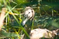 Closeup of young swan head frontal view between plants with selective focus on foreground