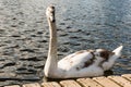 Closeup of young swan on river looking directly at camera Royalty Free Stock Photo