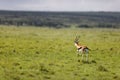 Closeup of a young Thomson's gazelle (Eudorcas thomsonii) running in the Masai Mara, Kenya