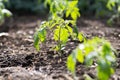 Closeup of young tomato seedling Royalty Free Stock Photo