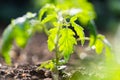 Closeup of young tomato seedling Royalty Free Stock Photo