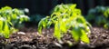 Closeup of young tomato seedling Royalty Free Stock Photo