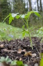 Closeup of young tomato seedling Royalty Free Stock Photo