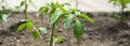 Closeup of young tomato seedling Royalty Free Stock Photo