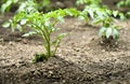 Closeup of young tomato seedling Royalty Free Stock Photo