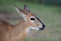 Closeup of young Topi in Serengeti National Park, Tanzania, Africa