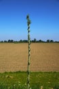 Closeup of young tree branch with cut head for growth of pollard willow - Maasheggen biosphere reserve, Netherlands