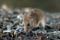 Closeup young vole mouse sniffs sunflower seeds in warehouse. Royalty Free Stock Photo