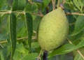 Closeup of a young walnut still green and on the tree Royalty Free Stock Photo