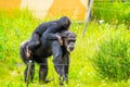 Closeup of a young western chimpanzee riding the back of an adult, critically endangered animal specie from Africa