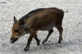 Wild boar looking for food in the forest Royalty Free Stock Photo