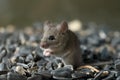 Closeup young wild mouse stands on pile of sunflower seeds in warehouse and look away.