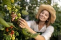 Closeup Young Woman Inspecting Tomato Plantings Royalty Free Stock Photo