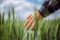 Closeup of a young woman farmer`s hand at the green wheat field touching spikelets. Female farm worker checking the Royalty Free Stock Photo