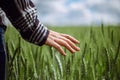 Closeup of a young woman farmer`s hand at the green wheat field touching spikelets. Female farm worker checking the Royalty Free Stock Photo