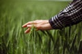Closeup of a young woman farmer`s hand at the green wheat field touching spikelets. Female farm worker checking the Royalty Free Stock Photo