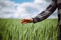 Closeup of a young woman farmer`s hand at the green wheat field touching spikelets. Female farm worker checking the Royalty Free Stock Photo