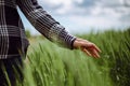 Closeup of a young woman farmer`s hand at the green wheat field touching spikelets. Female farm worker checking the Royalty Free Stock Photo