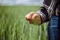 Closeup of a young woman farmer`s hand showing sign of a bad agricultural season at the green wheat field touching Royalty Free Stock Photo