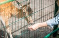 Closeup of young woman feeding young doe through fence Royalty Free Stock Photo