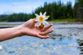 Woman hand holding white lotus over lake Royalty Free Stock Photo