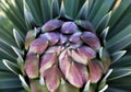 Closeup of yucca bloom in Death Valley