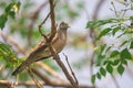 Closeup Zebra Dove (Geopelia striata) perching on branch.