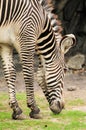 Closeup of zebra eating