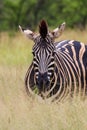 Closeup of a zebra eating grass in the field, a vertical shot