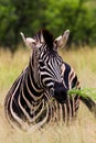 Closeup of a zebra eating grass in the field, a vertical shot