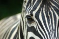 Closeup Zebra eye Royalty Free Stock Photo