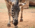 Closeup zebra face