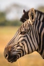 Zebra head in profil Royalty Free Stock Photo