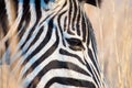 Closeup zebra head with dry grass background