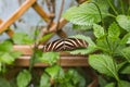 Closeup of a zebra longwing butterfly on a green leaf Royalty Free Stock Photo