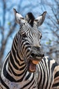 Laughing Zebra Royalty Free Stock Photo
