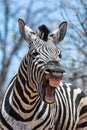 Laughing Zebra Royalty Free Stock Photo