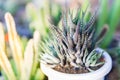 Closeup zebra plant in pot with light, selective focus