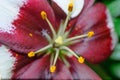 Closeup Zephyranthes flower.